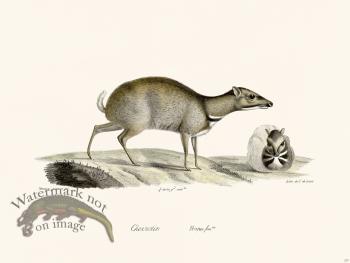 Cuvier 237 Female Napu Deer